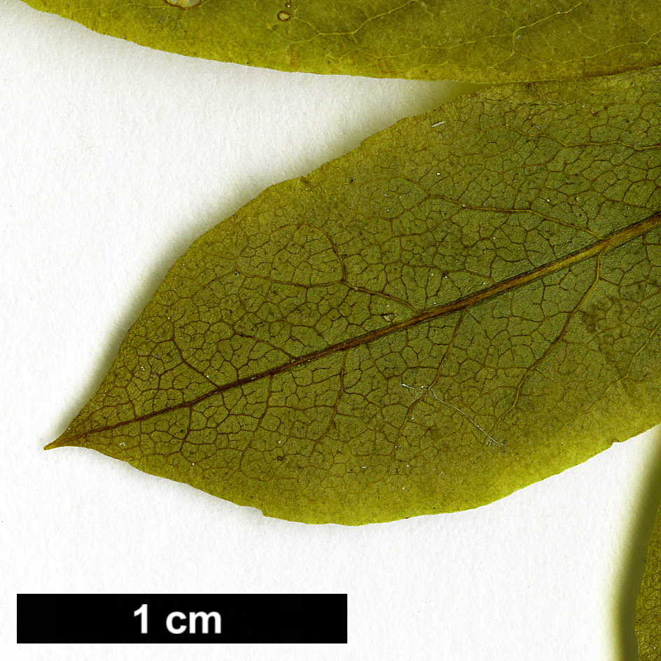 High resolution image: Family: Aquifoliaceae - Genus: Ilex - Taxon: mucronata